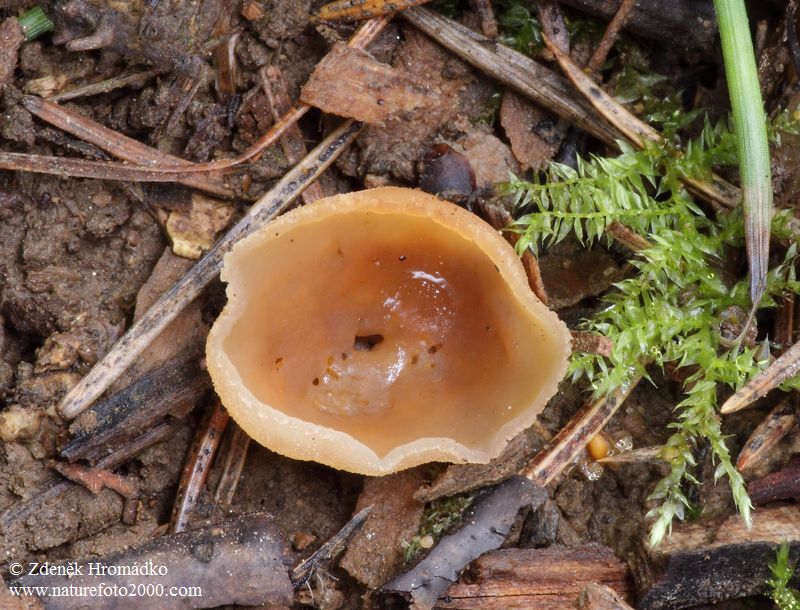 řasnatka vlhkomilná, Peziza udicola (Houby, Fungi)